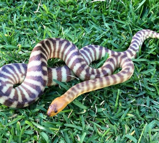Woma Python » Caversham Wildlife Park